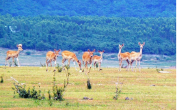 皇家国际·(中国区)有限公司官网